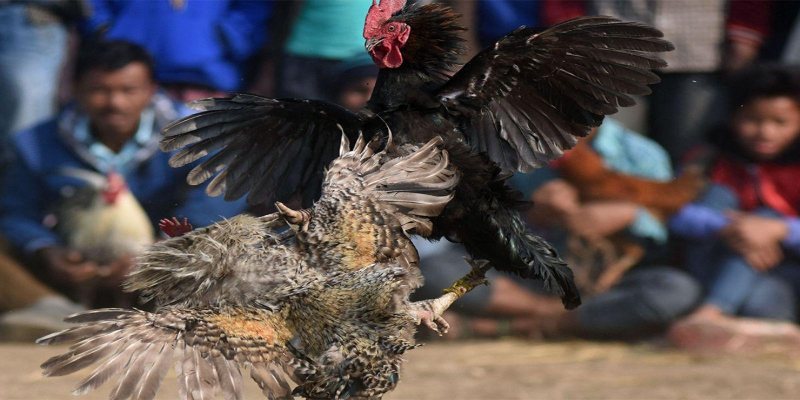 Các trận đấu đá gà được diễn ra trong khoảng 5 - 10 phút
