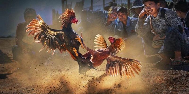 Đấu trường đá gà quốc tế Debet cung cấp game kịch tính