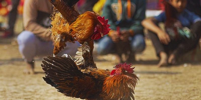 Kinh nghiệm nắm chắc phần thắng khi cược đá gà chọi