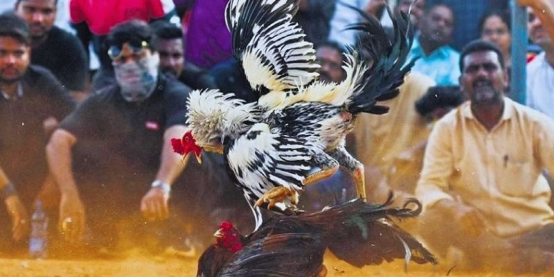 Thông tin sơ lược về giải đấu đá gà chọi tại Debet